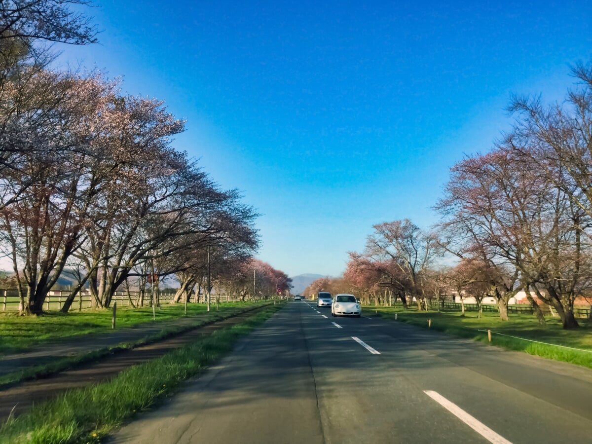 静内二十間道路桜並木の写真4