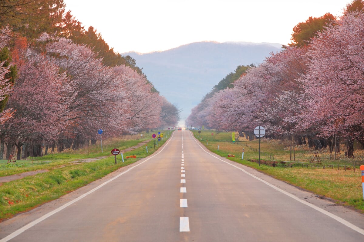 静内二十間道路桜並木の写真5