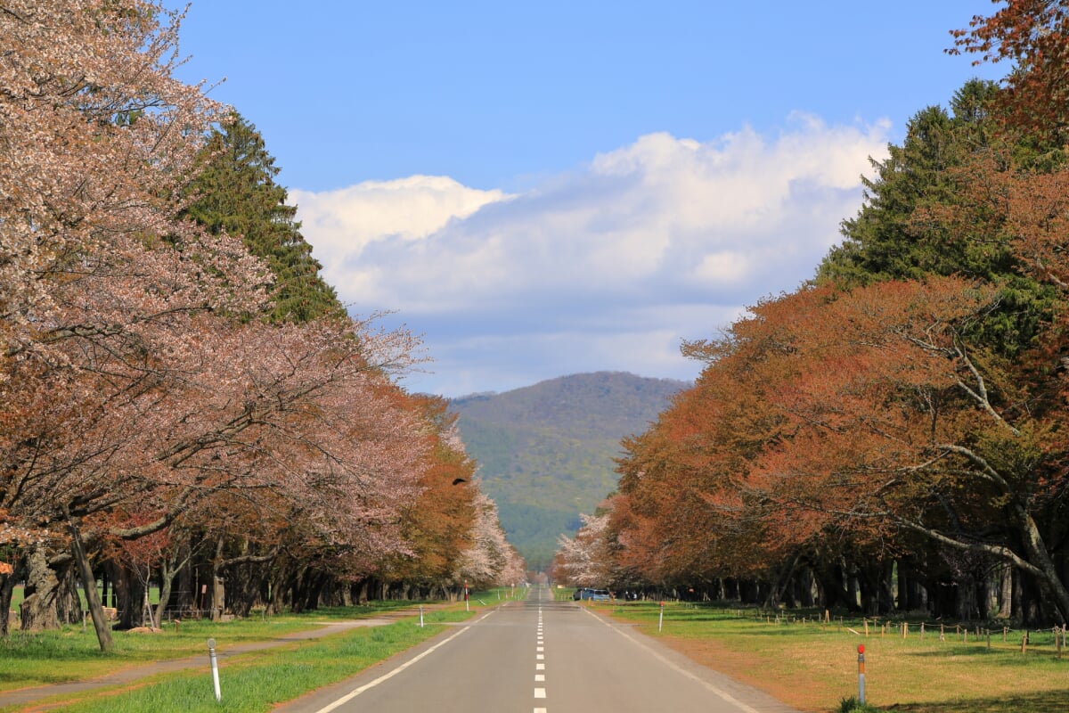 静内二十間道路桜並木の写真6