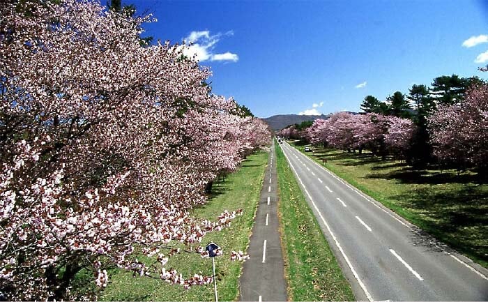 静内二十間道路桜並木の写真7