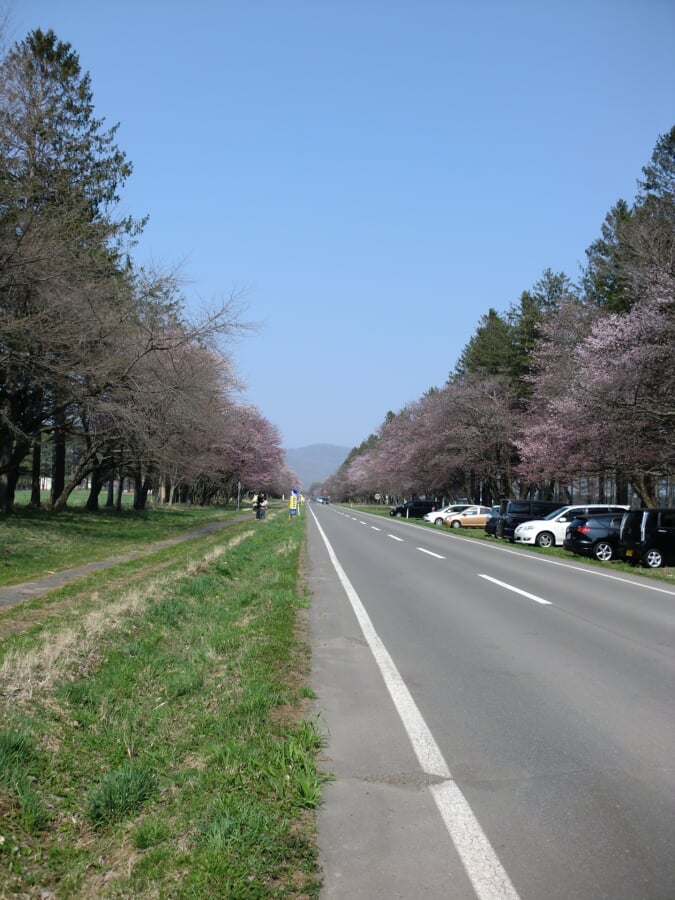 静内二十間道路桜並木の写真8
