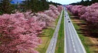 静内二十間道路桜並木