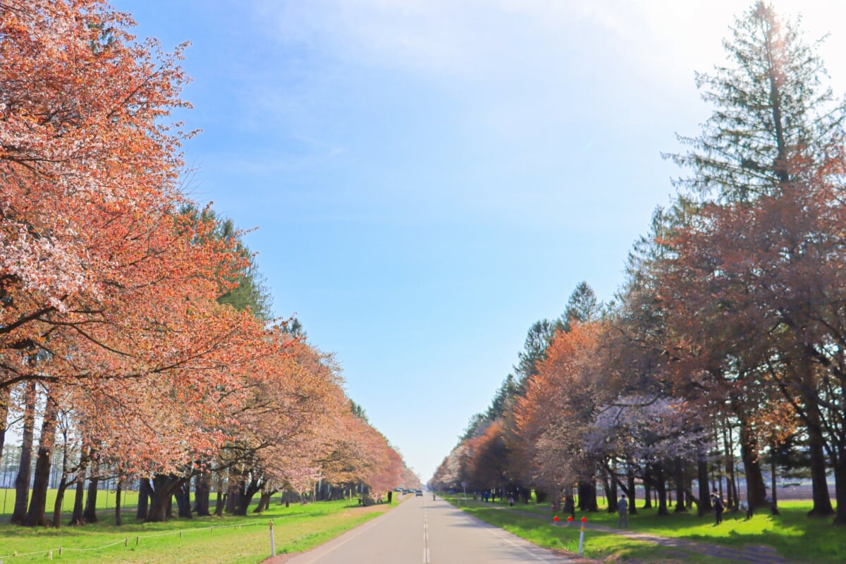 静内二十間道路桜並木の写真9