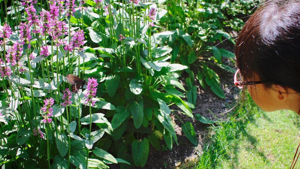 イコロの森の写真7