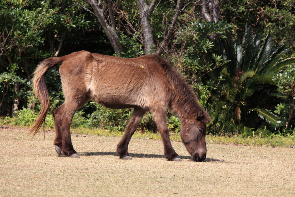 開聞山麓自然公園の写真2