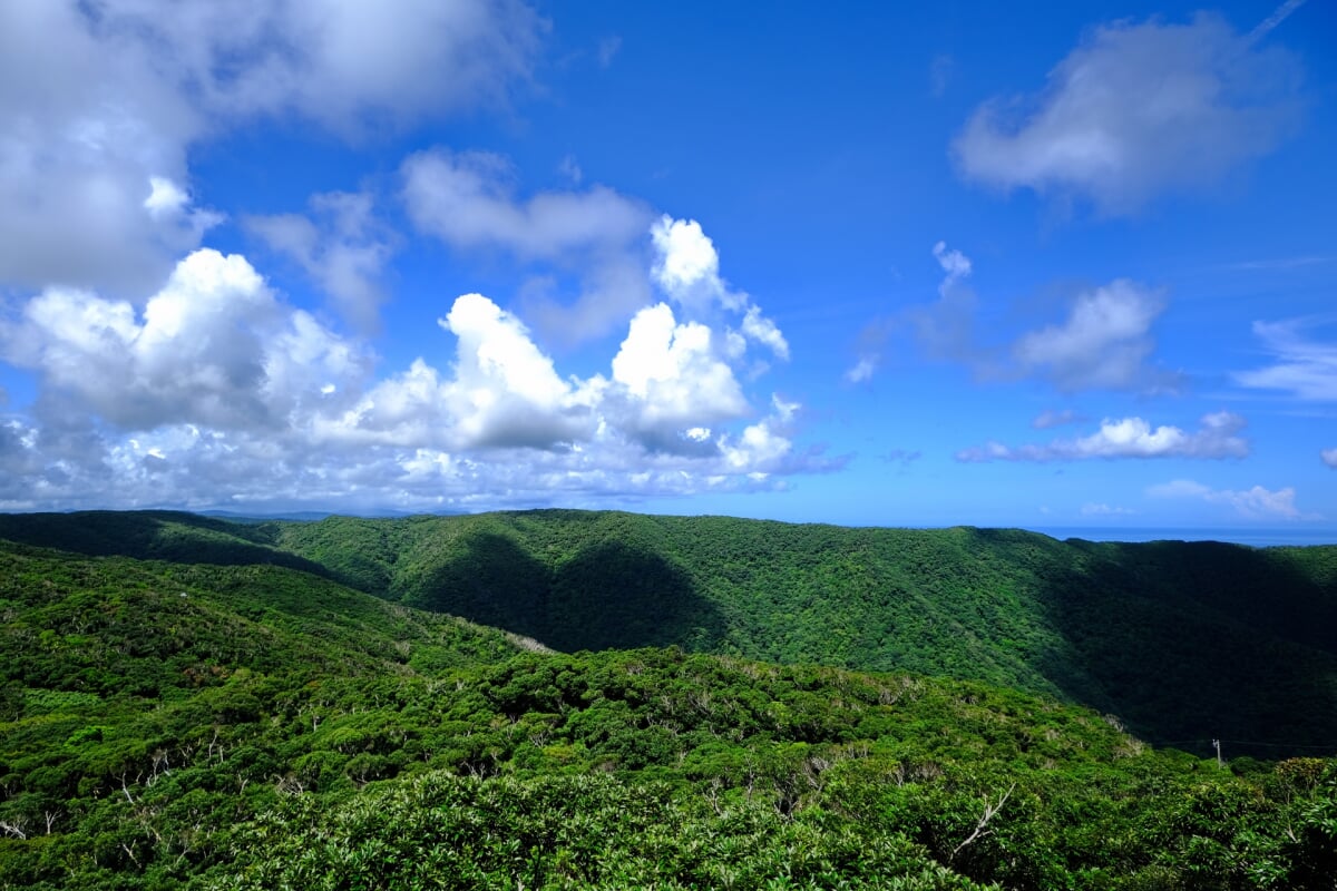 奄美自然観察の森の写真4