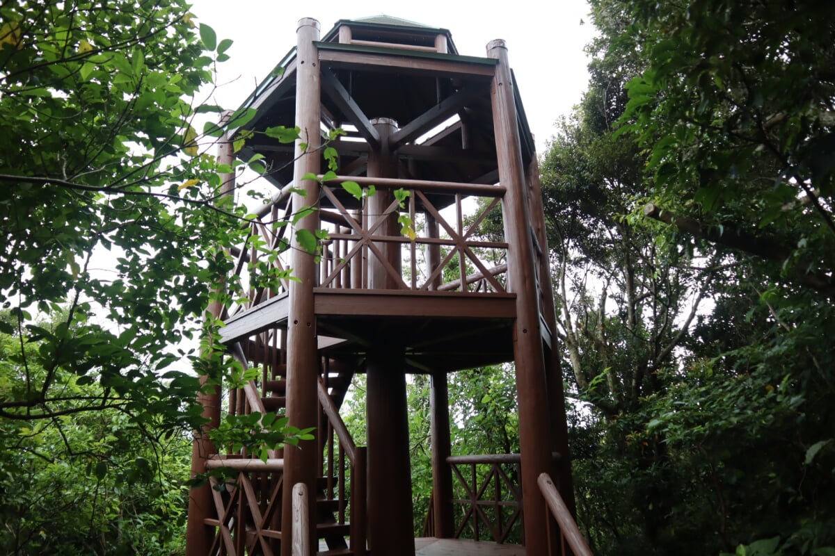 奄美自然観察の森の写真5