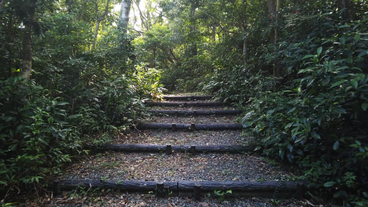 奄美自然観察の森の写真6