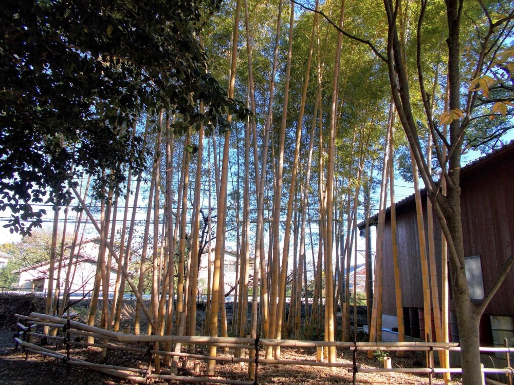 大善寺玉垂宮の写真2