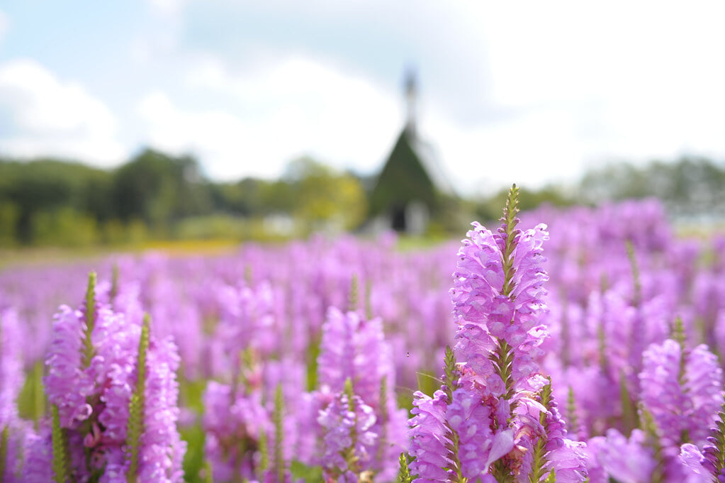 ひるがの高原 牧歌の里の写真2