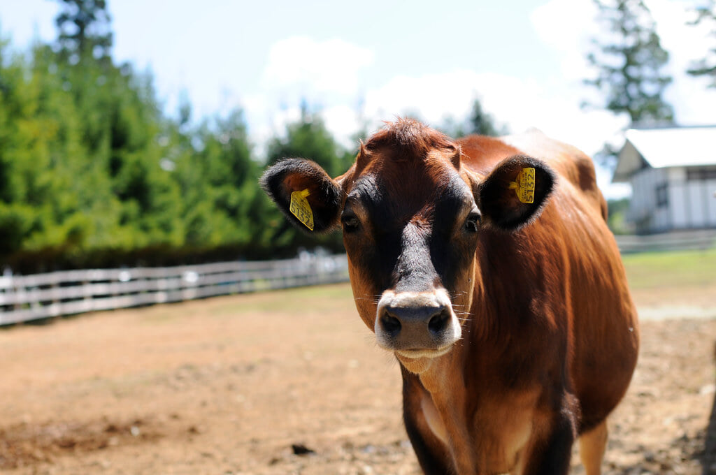 ひるがの高原 牧歌の里の写真3