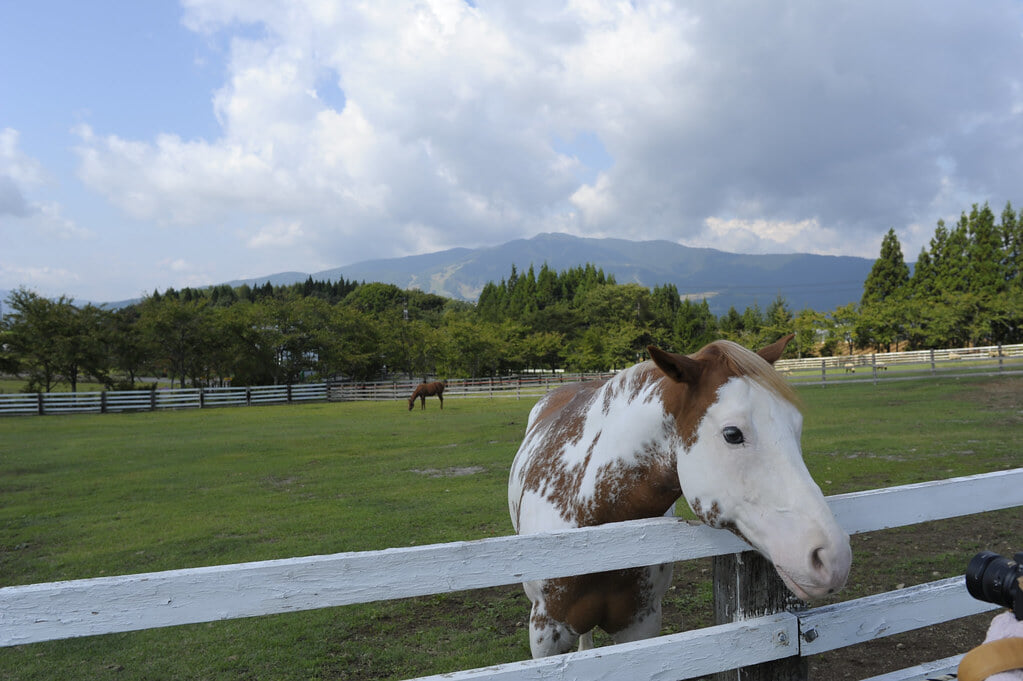 ひるがの高原 牧歌の里の写真1