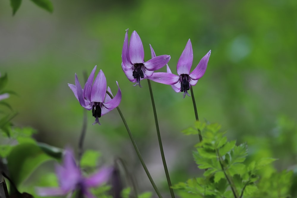 矢ばなの里の写真2