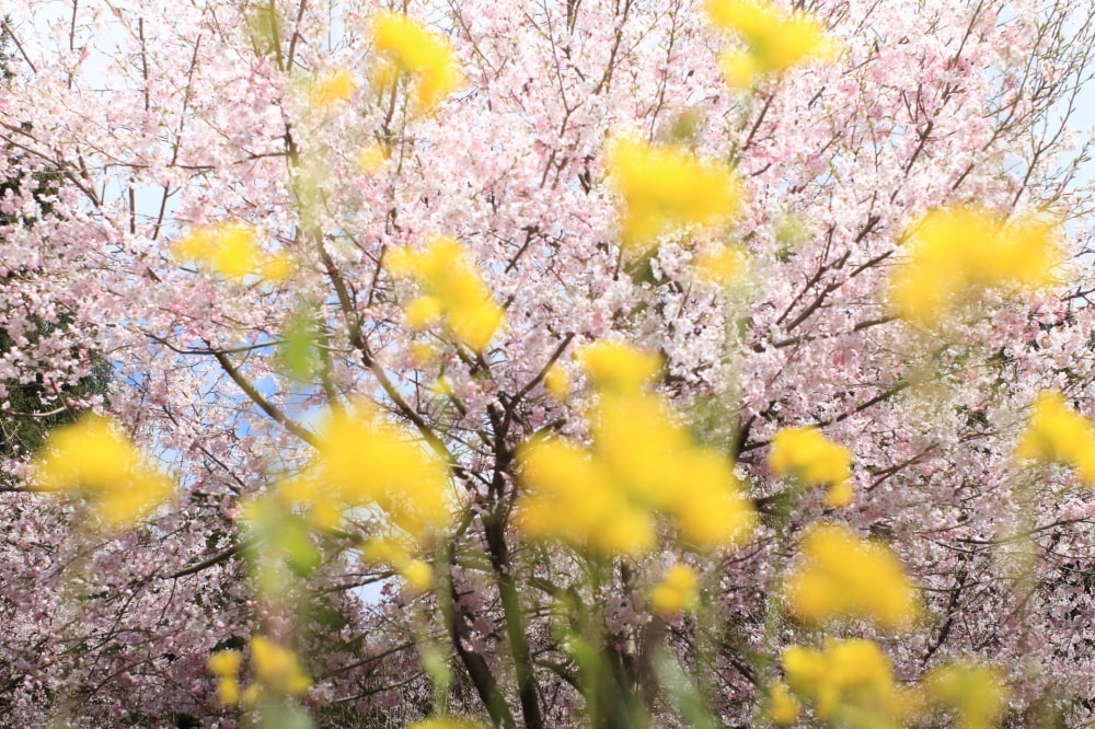 矢ばなの里の写真3