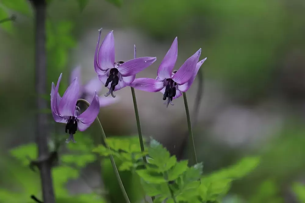 矢ばなの里の写真1