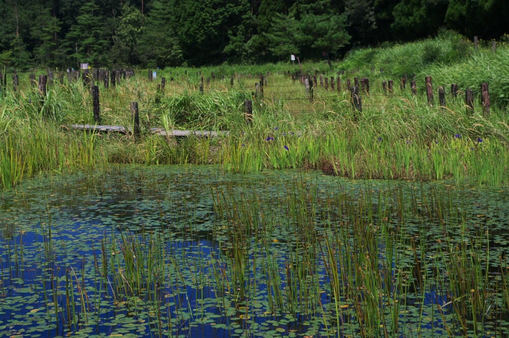 樫原湿原の写真2