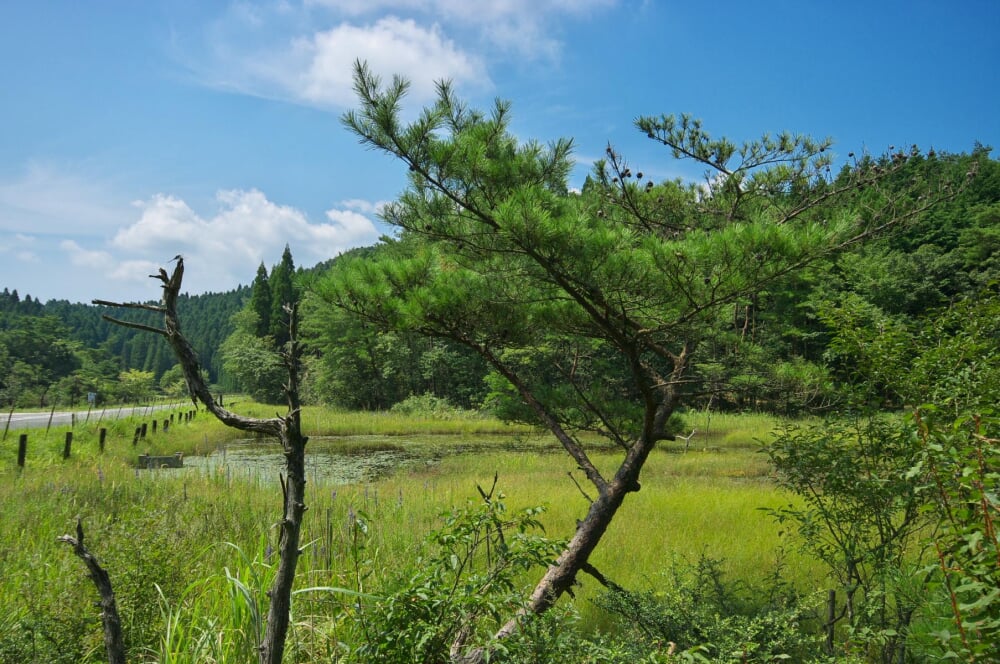 樫原湿原の写真1