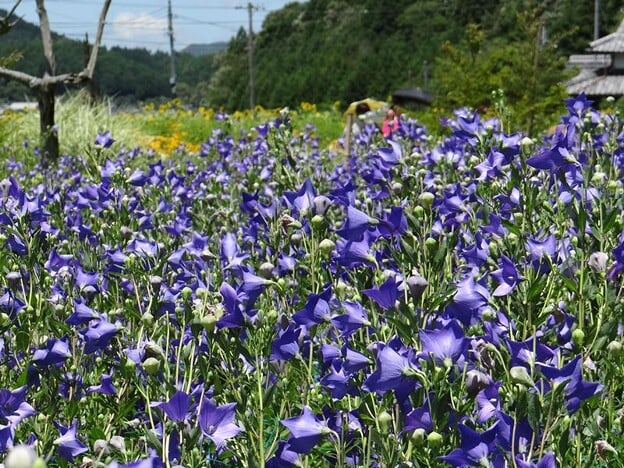ききょうの里の写真1