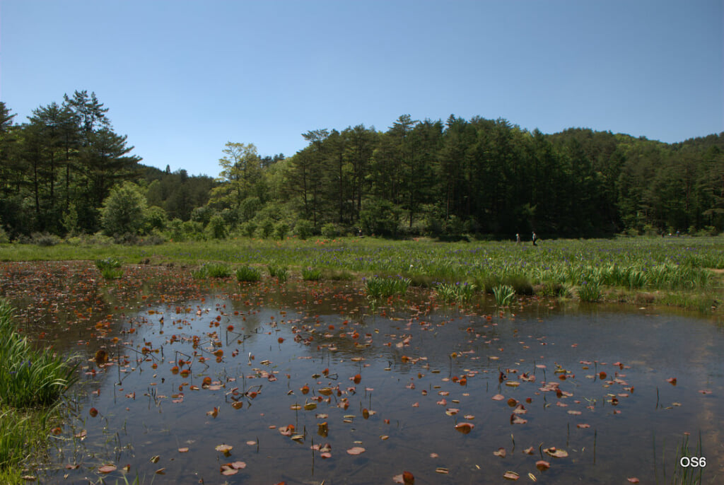 八幡湿原の写真2