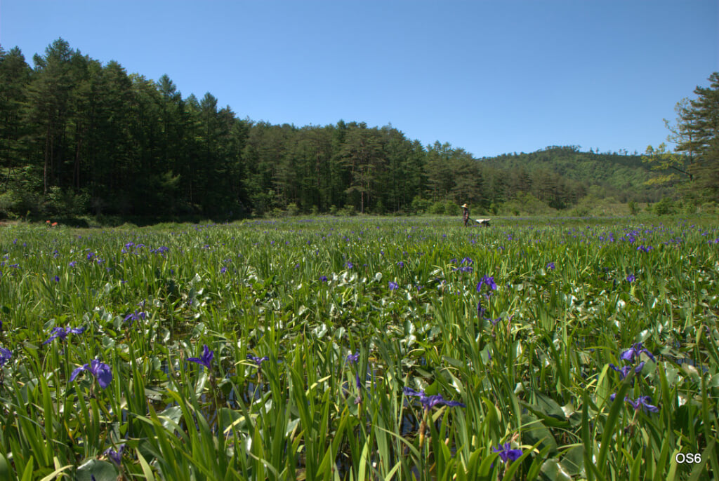 八幡湿原の写真1