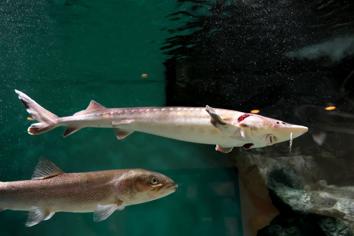 チョウザメ館の写真3