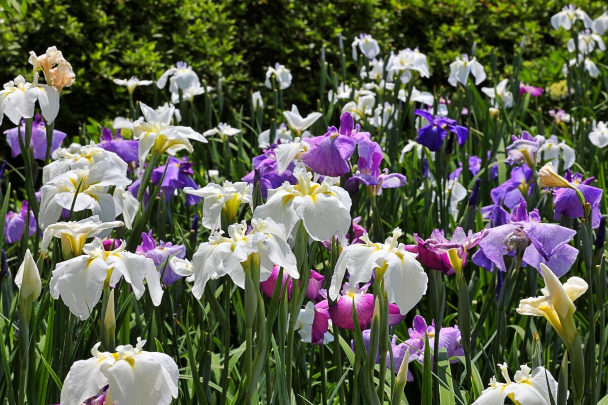 大和中央公園 花菖蒲園の写真4