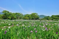 大和中央公園 花菖蒲園