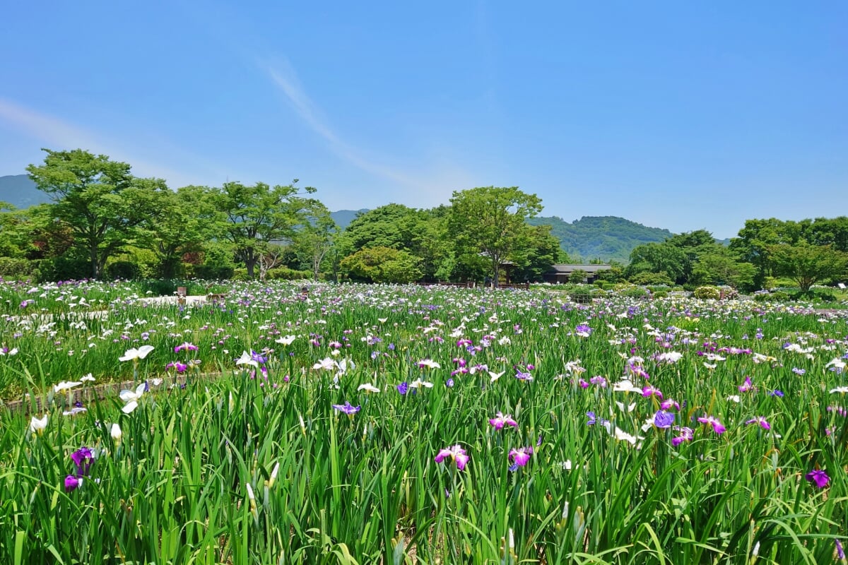 大和中央公園 花菖蒲園の写真1