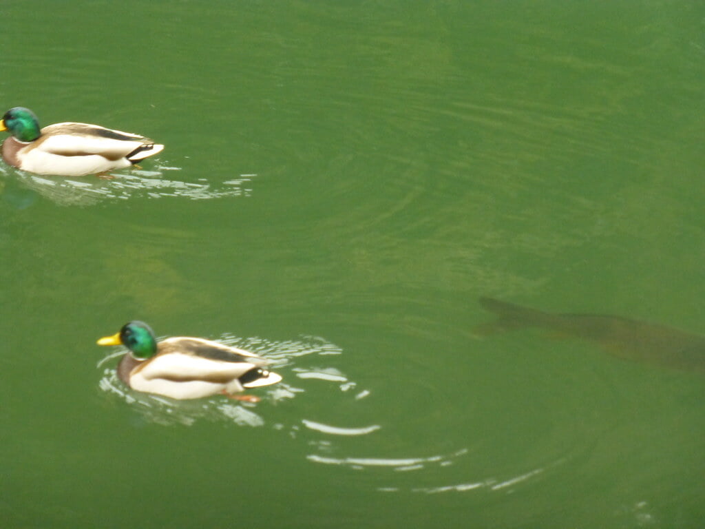 散在ガ池森林公園の写真5
