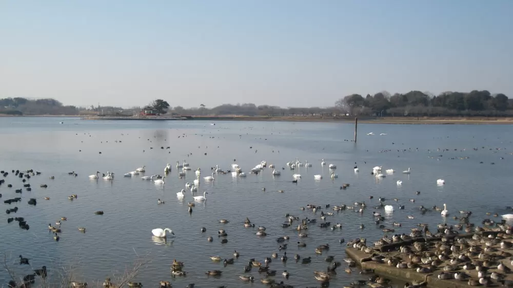 多々良沼の写真1