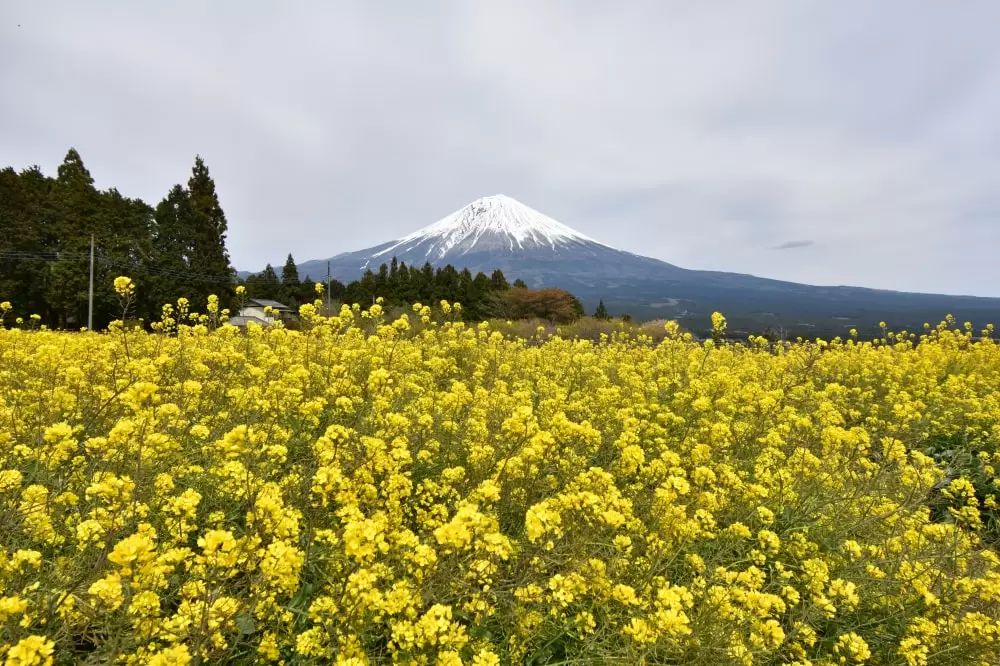 白糸自然公園の写真1