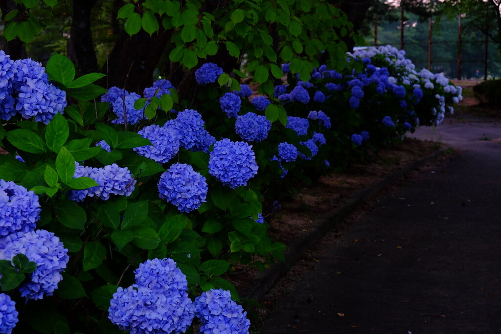 大池公園の写真1
