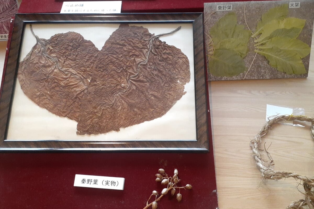 はだの歴史博物館(旧:桜土手古墳展示館)の写真2