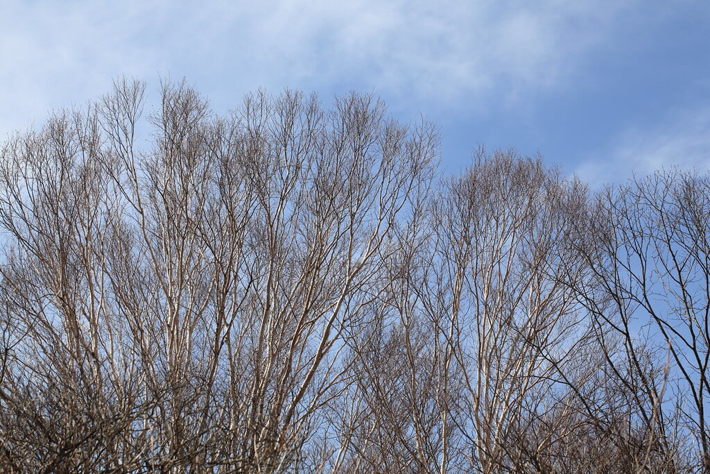 井戸湿原の写真5