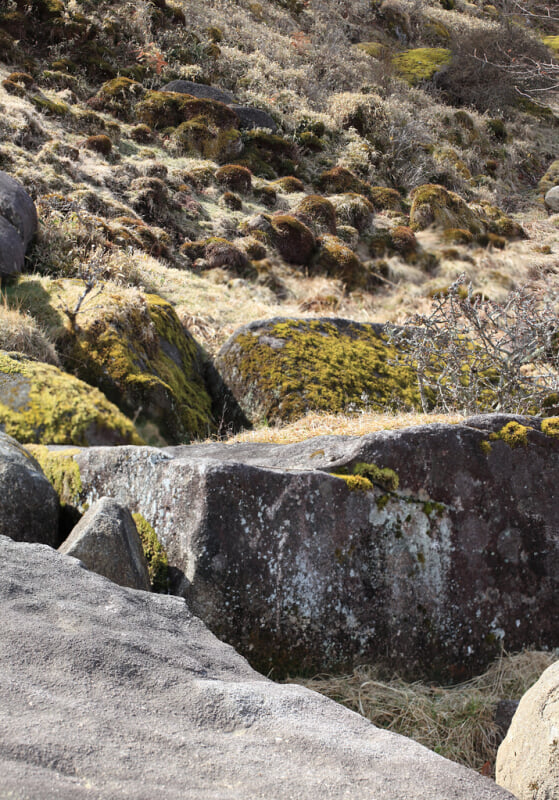 井戸湿原の写真6