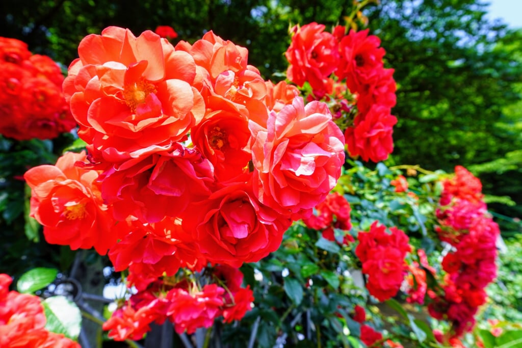 与野公園の写真2