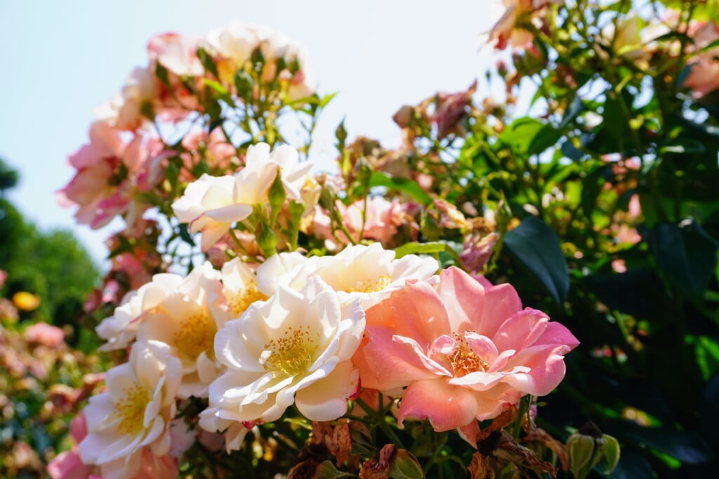 与野公園の写真4