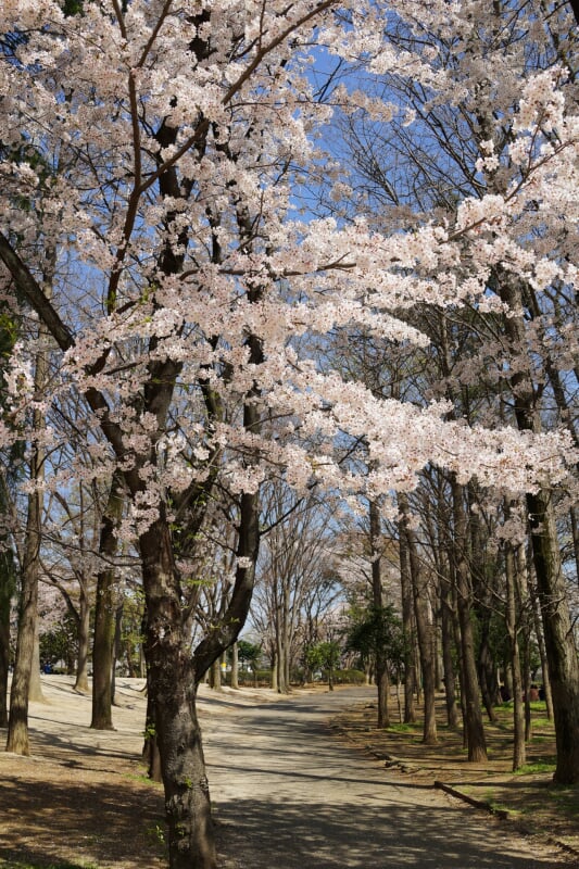 与野公園の写真5