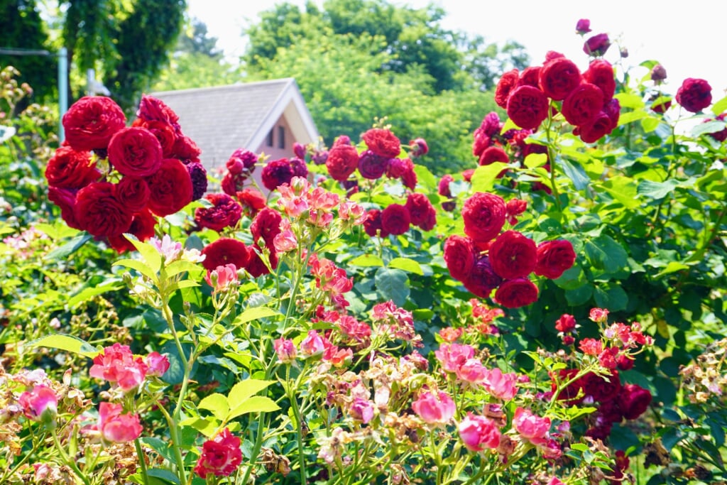 与野公園の写真8