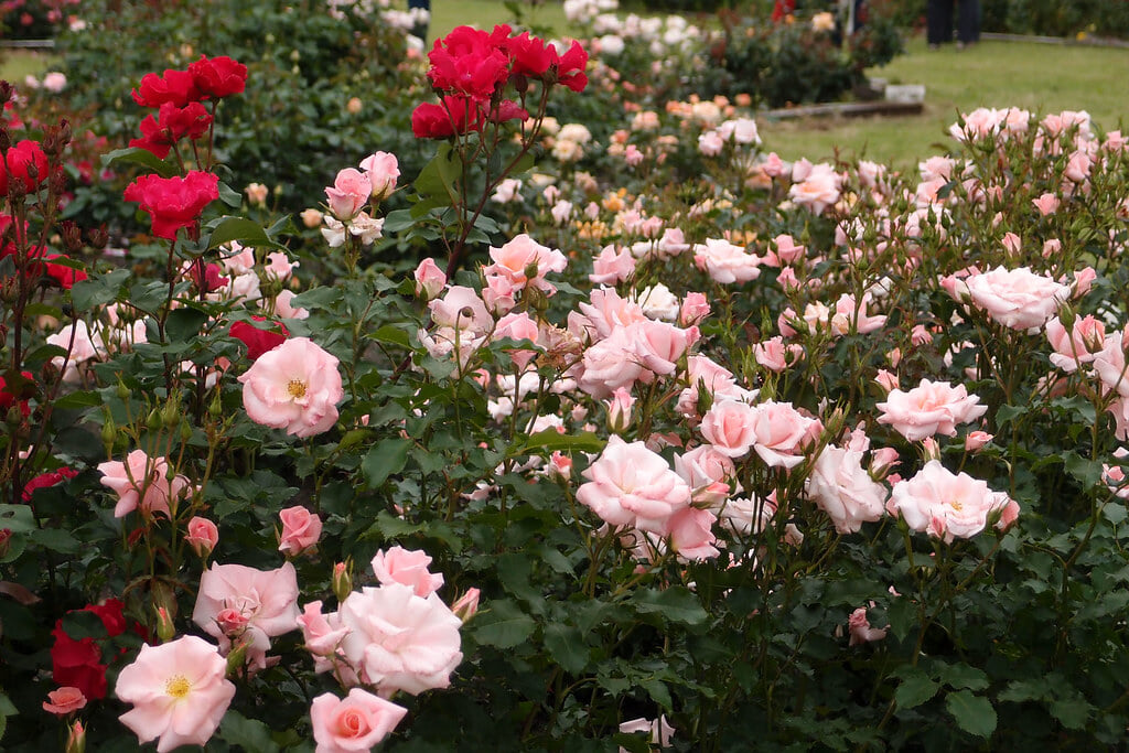 香愛ローズガーデンの写真2