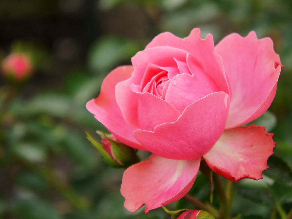 香愛ローズガーデンの写真3