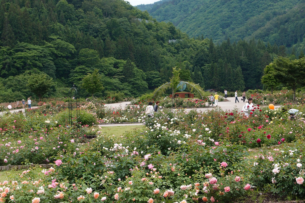 香愛ローズガーデンの写真1