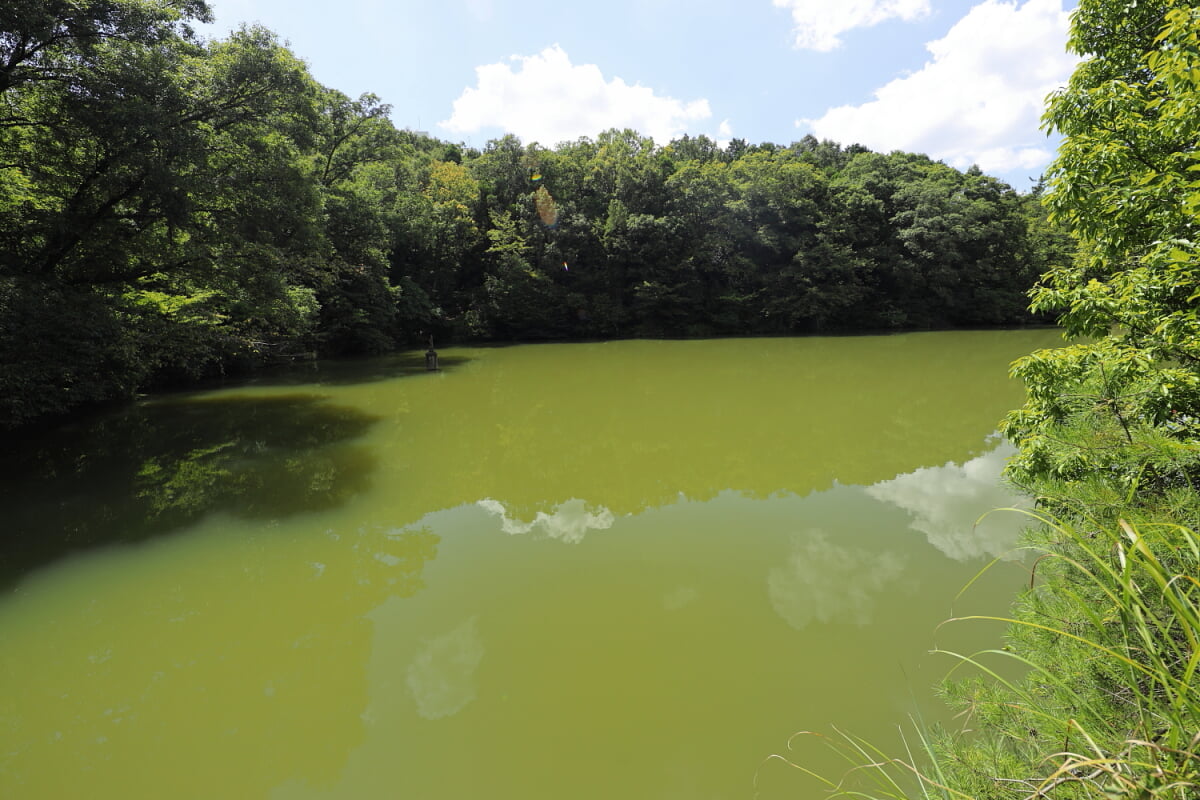 八竜緑地の写真3