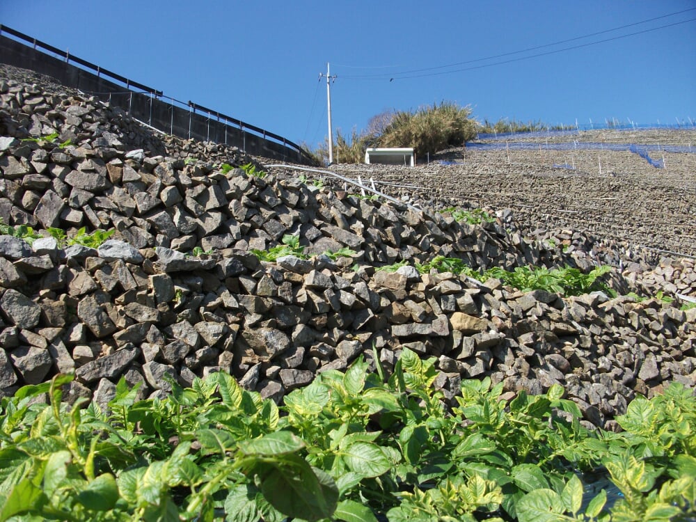 遊子水荷浦の段畑の写真2