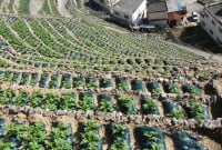 遊子水荷浦の段畑