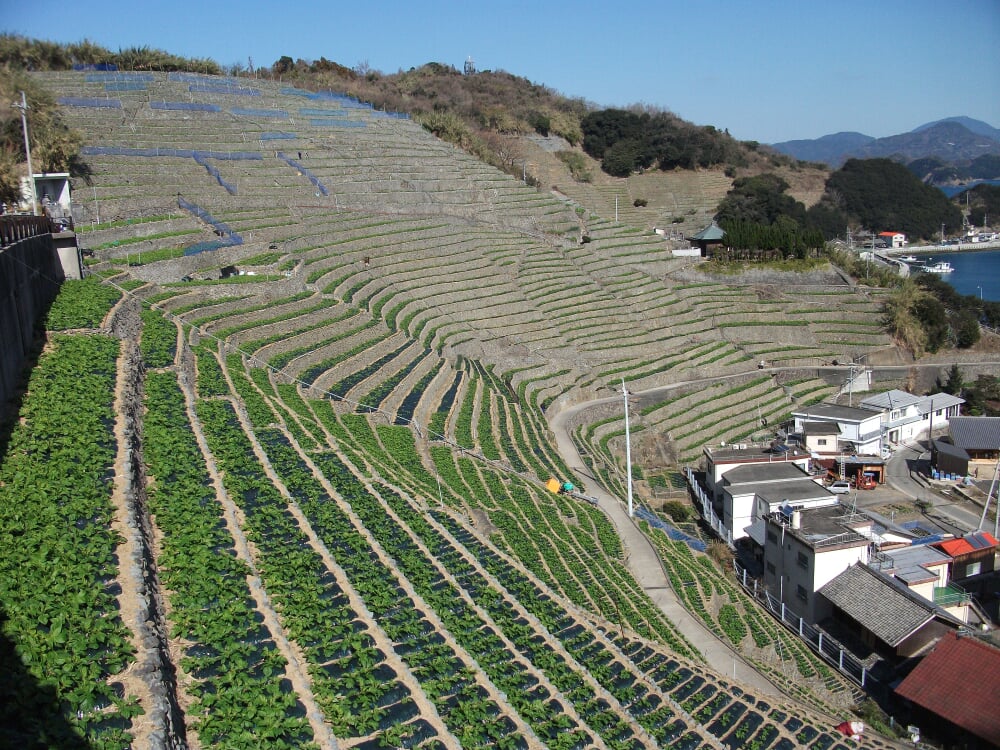 遊子水荷浦の段畑の写真3