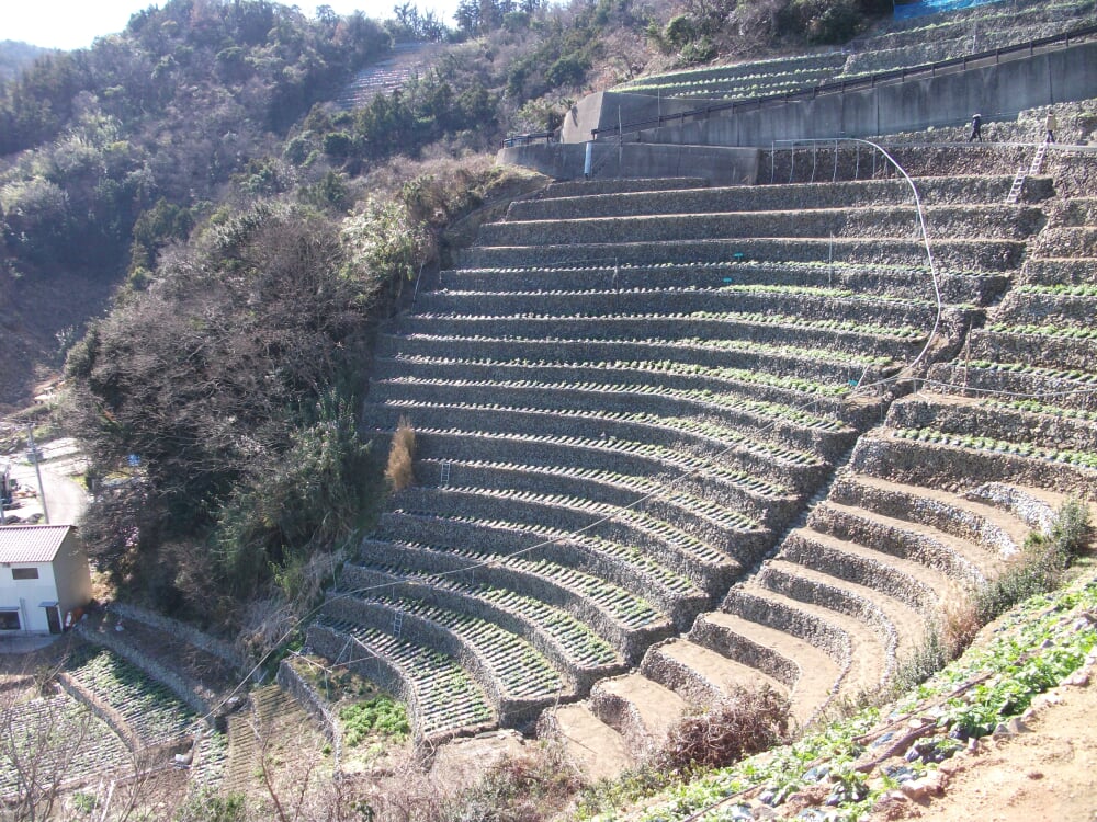遊子水荷浦の段畑の写真4