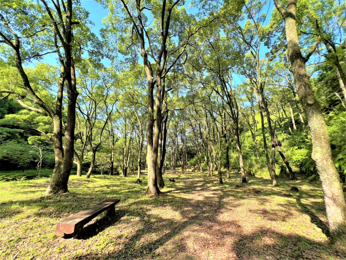 新居浜市民の森の写真14