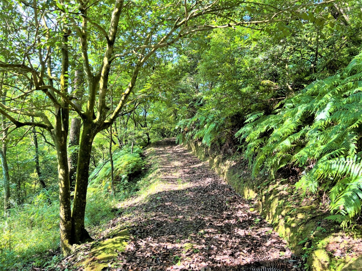 新居浜市民の森の写真15