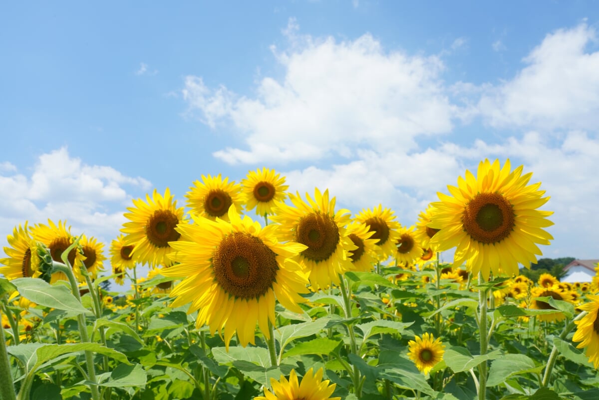 まきばの館(岡山県農林水産総合センター畜産研究所)の写真3